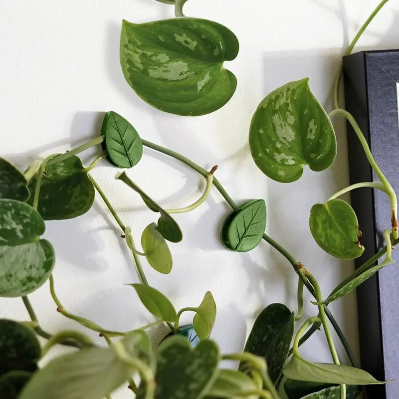 Trailing Vine Plant
